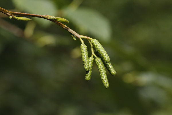 Young immature green cones shown on a red alder (Alnus rubra) branch