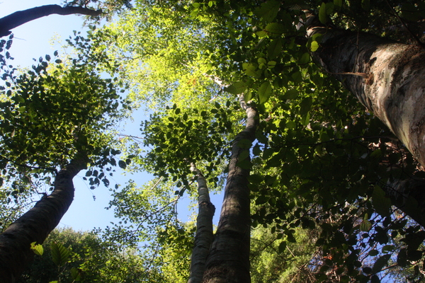 Daytime forest view from the ground, looking up at red alder (Alnus rubra) canopy above