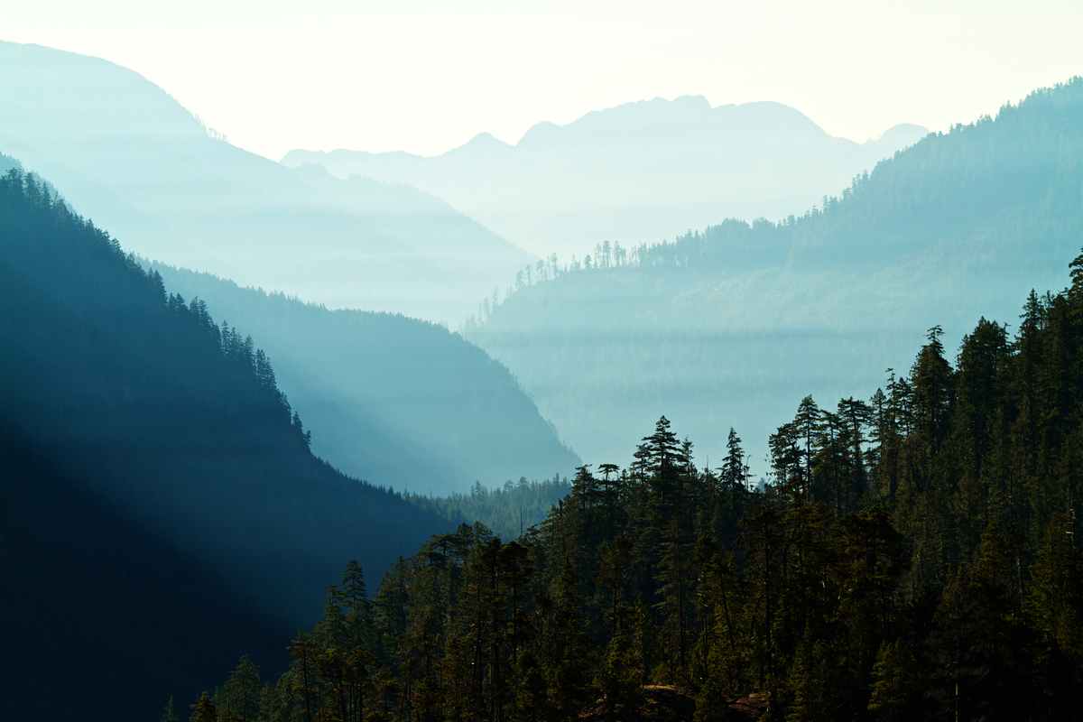 Misty interwoven rolling hills of natural British Columbia coniferous forest populated with fir, pine, and cedar trees