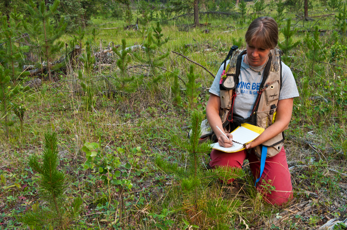 Silviculture technician kneeling near reforested Douglas fir saplings while recording findings in notebook