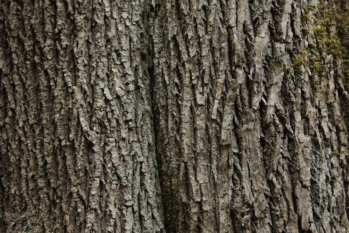 Close up of bigleaf maple (Acer macrophyllum) tree trunk, a species frequently found in BC