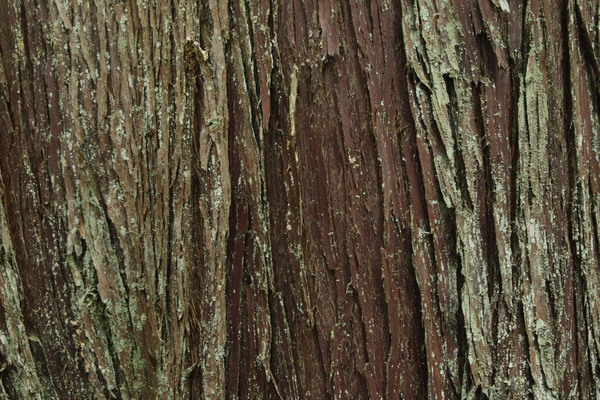 300x200x46mm Western Red Cedar Riesen Lebensbaum Edelholz Drechselholz 