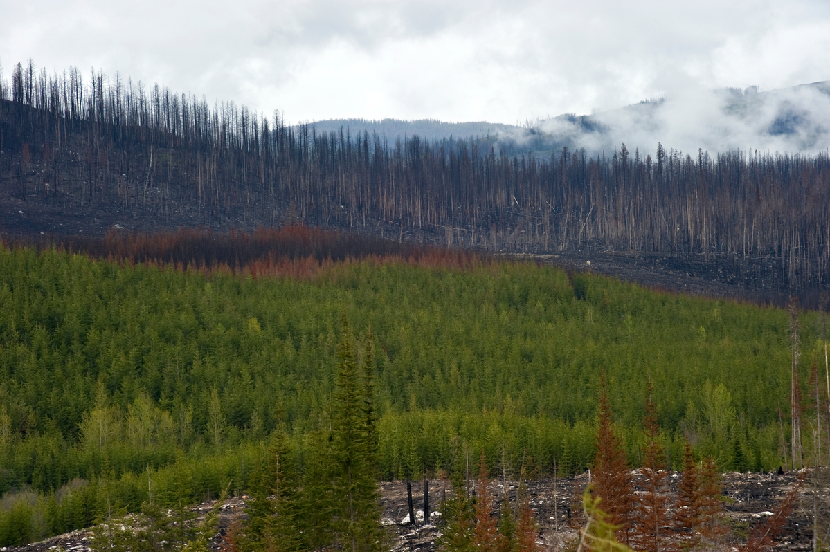 Fire killed timber in Terrace Mountain, BC,