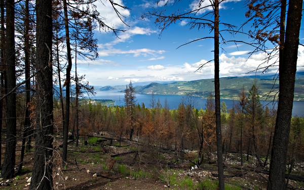 Fire killed lodgepole pine , Lake Okanagan, BC