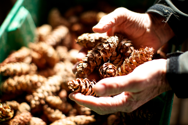 Open hands, holding a selection of Douglas fir cones in the foreground. More cones in a hopper are in the background.
