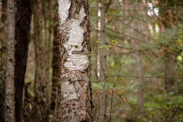 Outdoor daytime image of paper birch (Betula papyrifera) tree trunk with other trees and bushes in background
