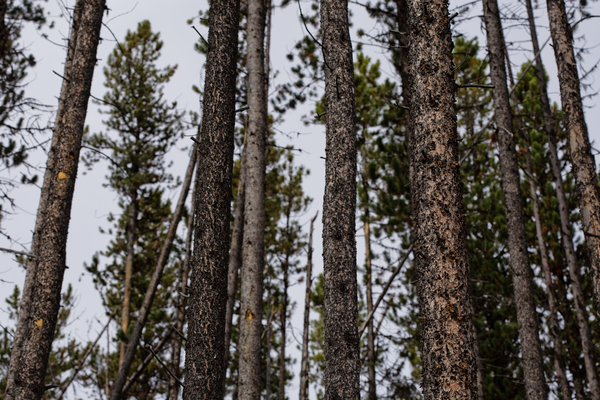 Outdoor daytime image showing stand of lodgepole pine (Pinus contorta var. latifolia)