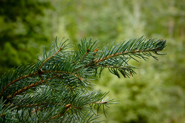 Outdoor daytime close up image showing needles and branch of Engelmann spruce (Picea engelmannii)