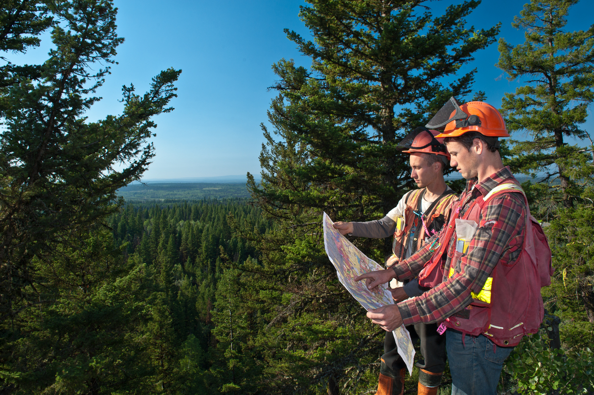 Daytime sunny view of two forestry workers in PPE, holding map and looking out at forest of coniferous trees from atop hill