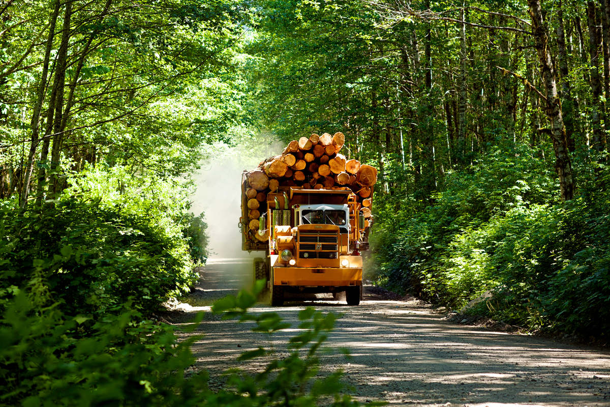 Daytime sunny view of approaching fully laden logging truck on gravel road in forest