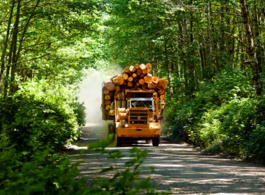 Daytime sunny view of approaching fully laden logging truck on gravel road between trees
