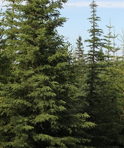 Subalpine fir in forest