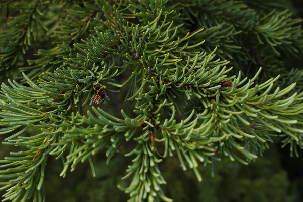 Close up of subalpine fir needles (Abies lasiocarpa) live in the wild. Subalpine fir, also known as balsam or balsam fir, grows throughout BC’s interior and is marketed with lodgepole pine and interior spruce as the SPF (spruce-pine-fir) species group