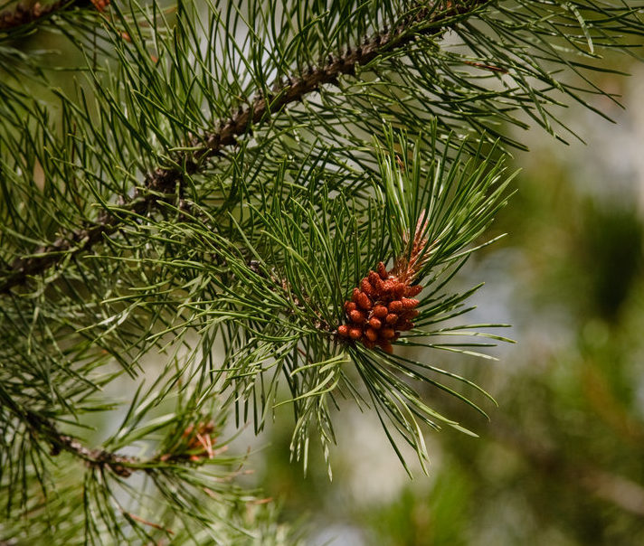 Lodgepole pine branch