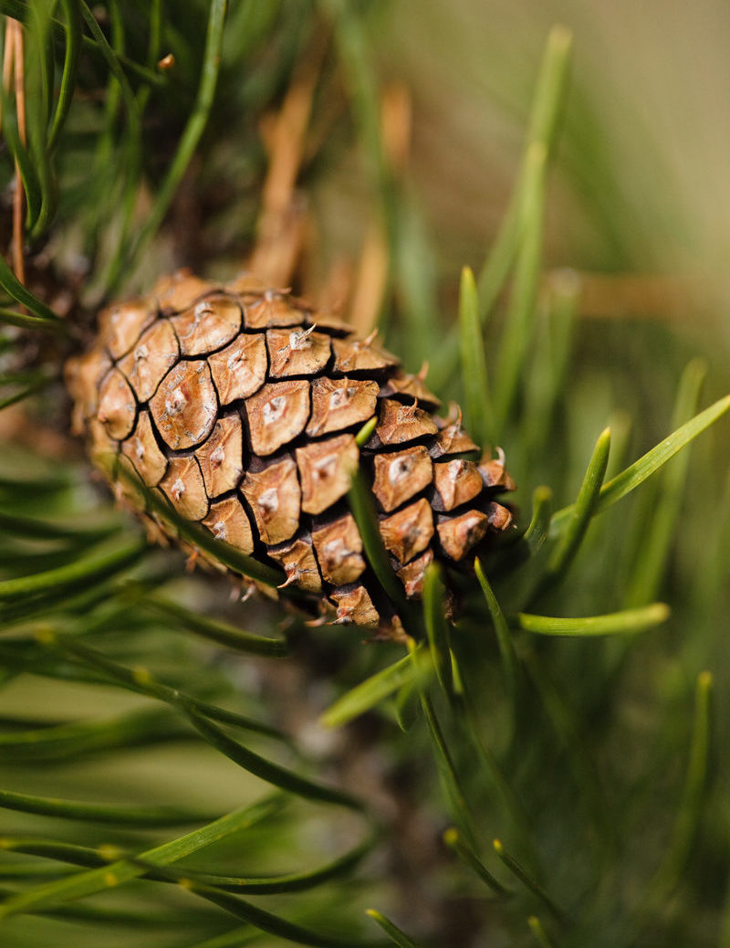 Lodgepole pine cone