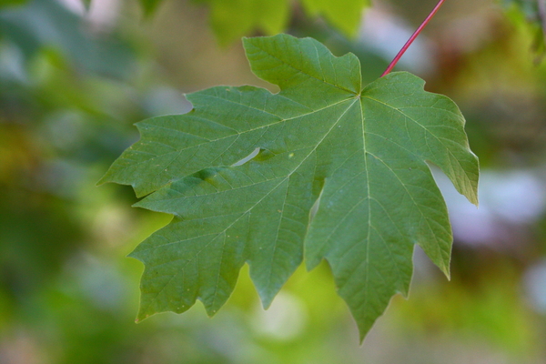 Daytime closeup image of Bigleaf Maple (Acer macrophyllum) leaf