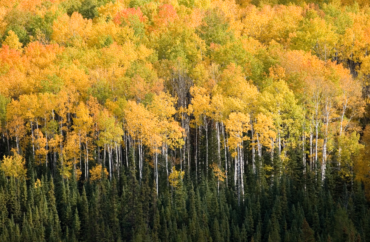 Aerial fall image of Trembling Aspen (Populus tremuloides) forest, showing bright fall colors of yellow, orange, and red