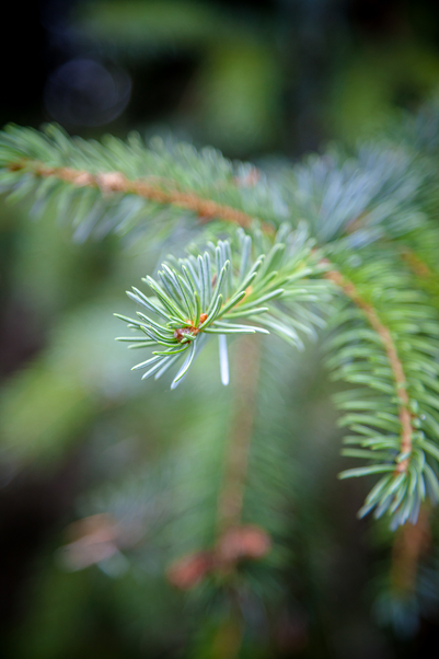 Close up of Sitka Spruce (Picea sitchensis) branch needles