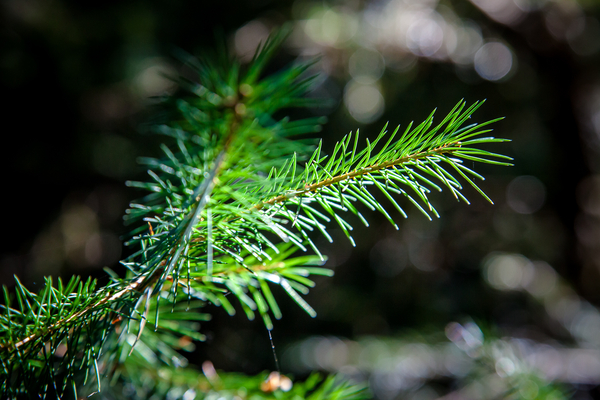 Close up of Sitka spruce needles (Picea sitchensis) live in the wild. With a high strength-to-weight ratio, Sitka spruce is used in a variety of structural products and is a favoured wood in the aircraft and shipbuilding industries.