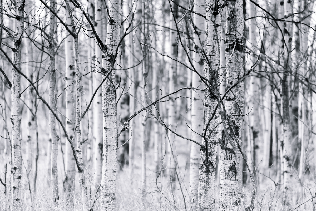 Daytime winter stark image of Trembling Aspen (Populus tremuloides) stand, showing white and black bark