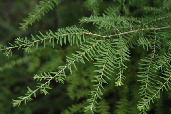 Close up of Western hemlock needles (Tsuga hererophylla) live in the wild. Western hemlock is used for general construction, roof decking and plywood, as well as for laminating stock and the production of glue-laminated and solid beams