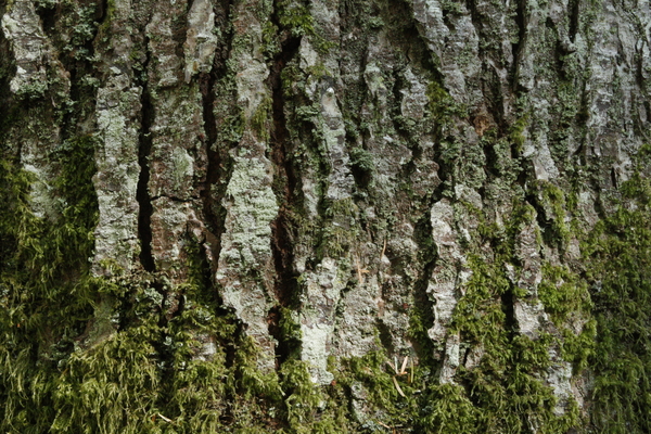 Close up image of Western Hemlock (Tsuga heterophylla) bark on a live tree