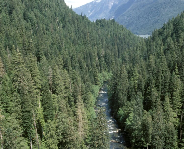 Aerial view of a mountainous forested area with a stream in the middle