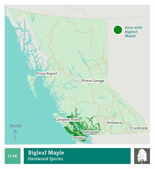 Big leaf maple species distribution map