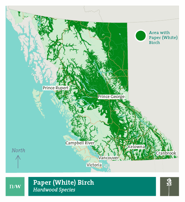 Paper birch species distribution map