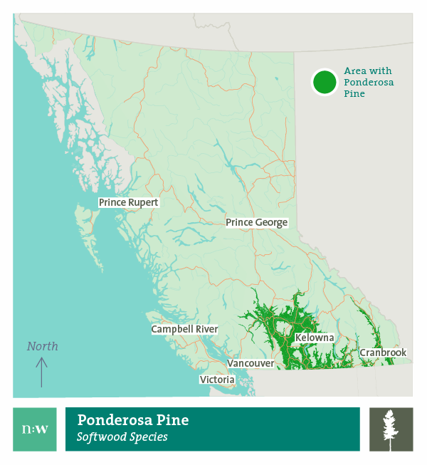 Ponderosa pine species distribution map