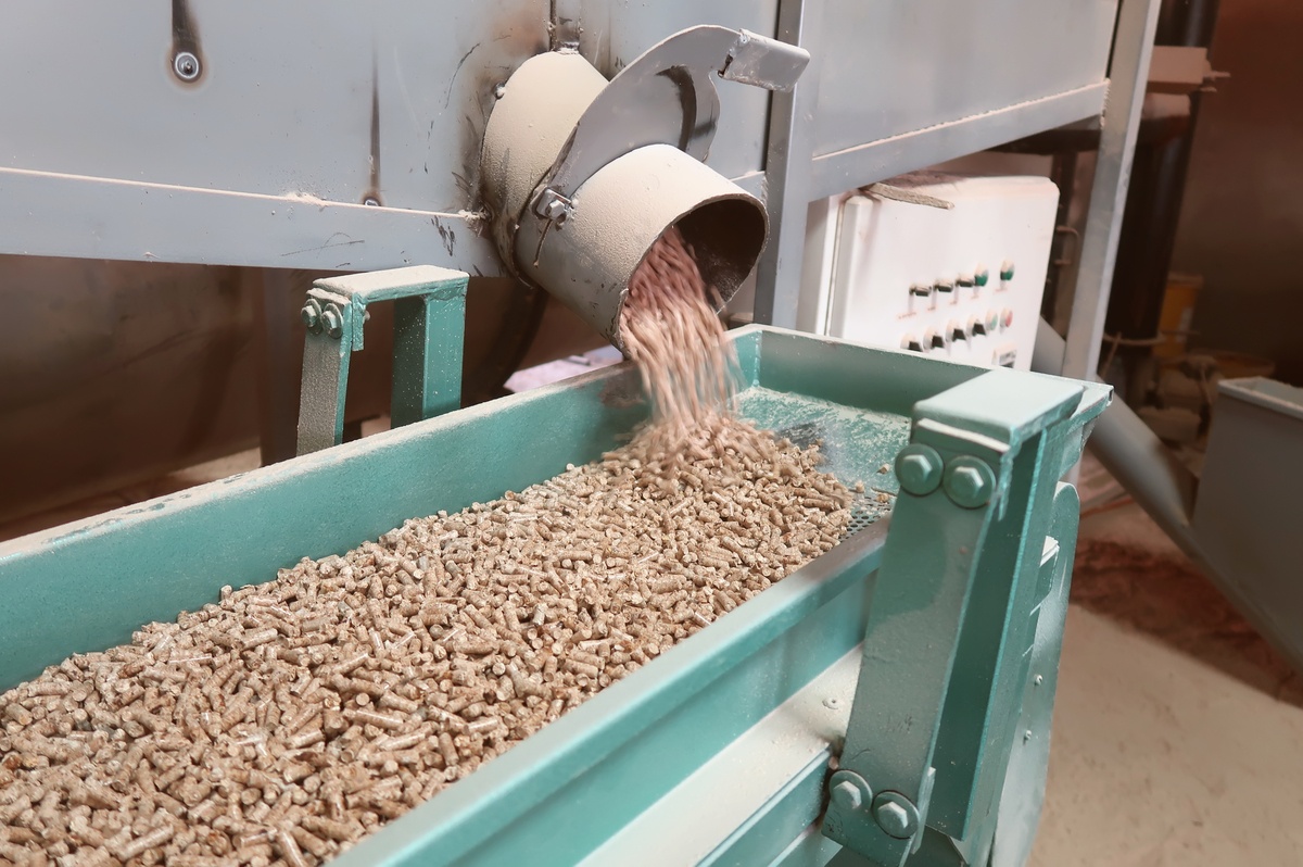 Commercial production of wood pellets, biofuels made from compressed wood fibre, shown exiting discharge chute onto vibratory conveyor